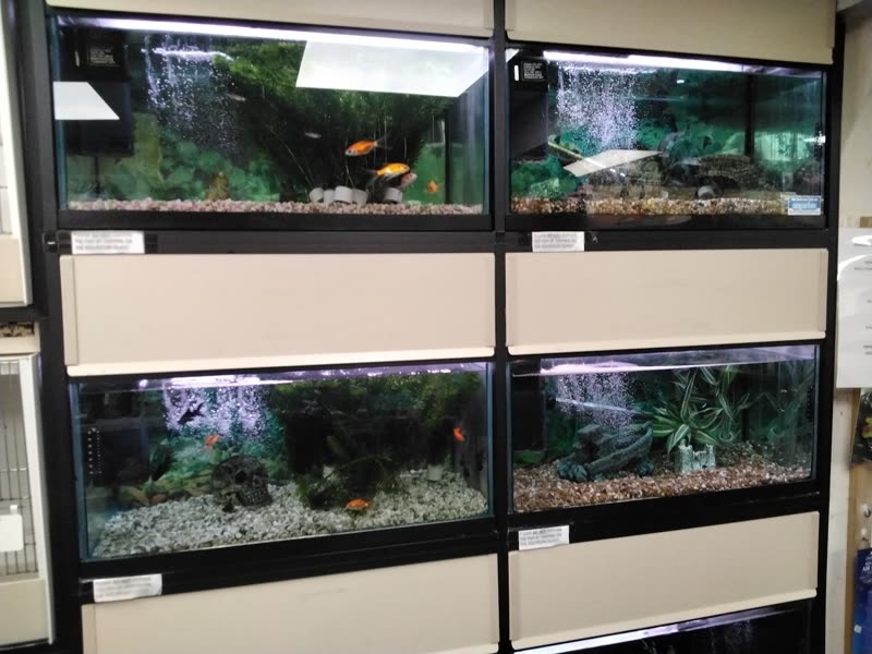 A bank of six stacked planted display aquariums in the fish room