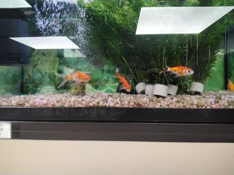 A lit planted aquarium with goldfish over a pale gravel bed