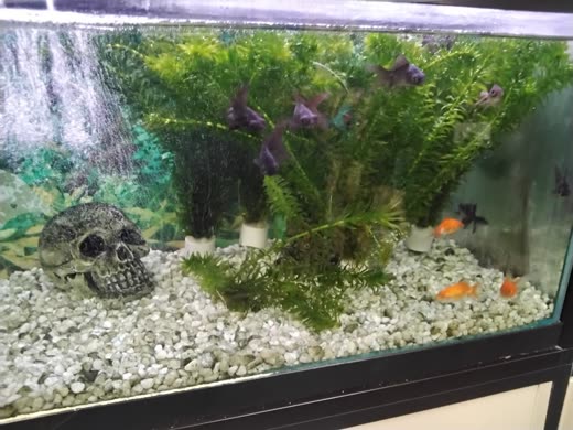 Planted community tank with white gravel and small orange fish