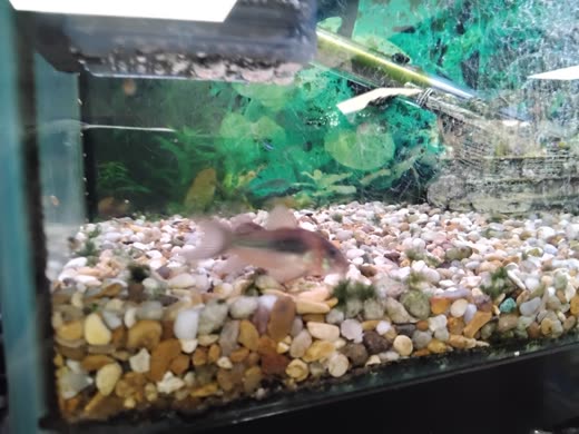 Close-up of a fish over pebble substrate in a planted tank