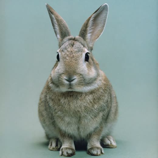 A rabbit sitting on a plain pastel background