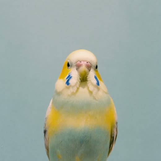A budgerigar perched against a plain pastel background